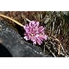 Purple Cernuum Flower Seeds for Planting – Heirloom, Non-GMO, Hardy Variety Organic Garden Seeds