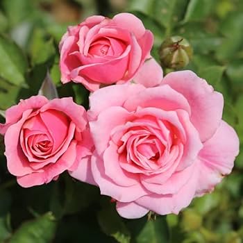 Light Pale Pink Climbing Rose Flower Seeds for Planting – Heirloom Non-GMO High Germination Organic Garden Seeds