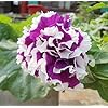 Heirloom Russian Petunia Flower Seeds for Planting – Low Maintenance, Non-GMO, High Germination Organic Garden Seeds