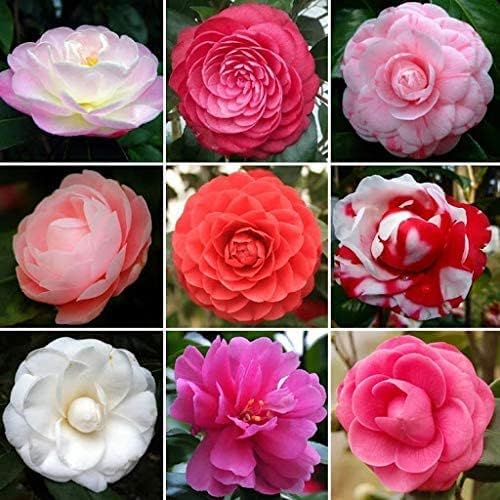 Mixed Camellia Flower Seeds for Planting – Cottage Garden Essential, Heirloom &amp; Non-GMO Home Garden