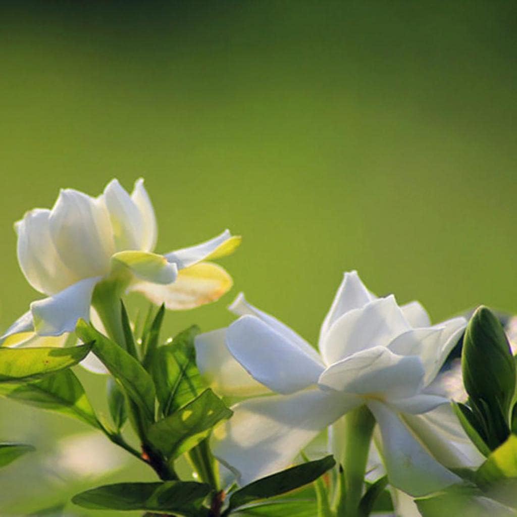 Flower Seeds, Seeds,Seeds For Planting,Plant Seeds