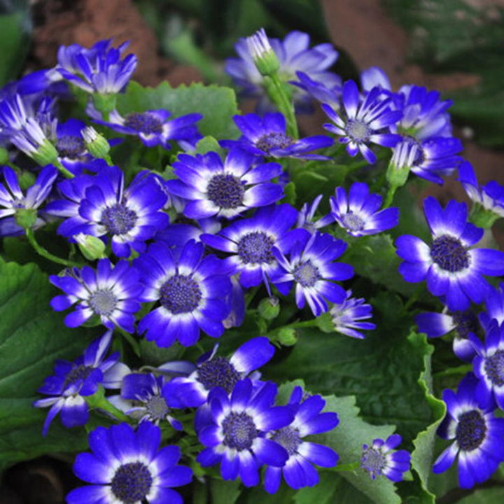 Blue Osteospermum Flower Seeds for Planting – Heirloom, Non-GMO, High Germination Organic Garden Seeds