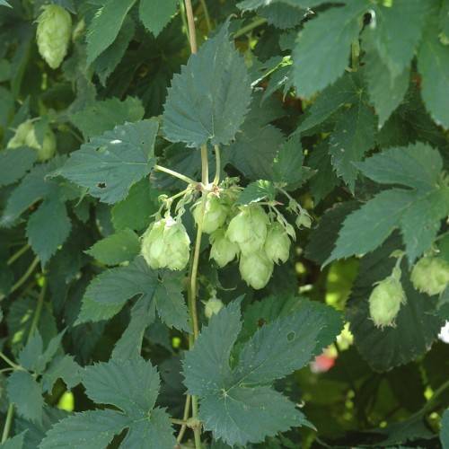 Army Green Humulus Lupulus Seeds for Planting – Heirloom & Non-GMO Garden Favorite