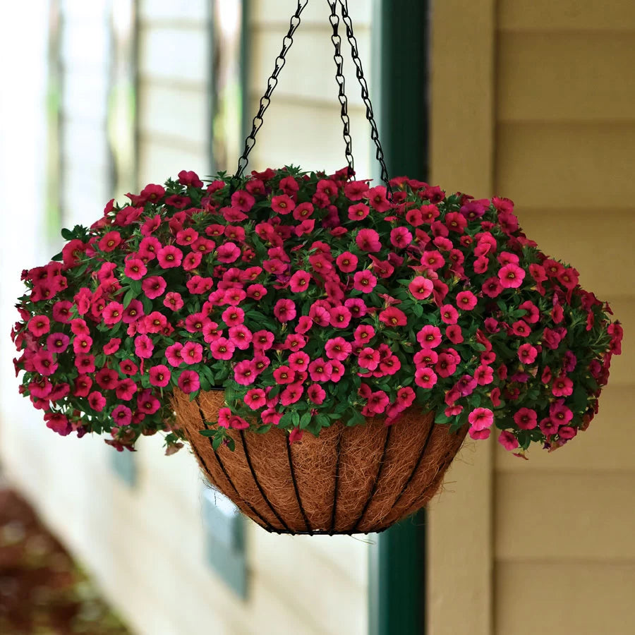 Red Calibrachoa Flower Seeds, Easy-to-Grow Heirloom Non-GMO Blooms for Hanging Baskets & Gardens