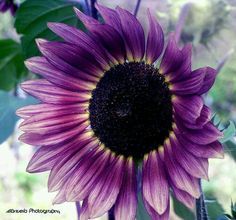 Purple Mini Sunflower Seeds for Planting, Heirloom Non-GMO, High Germination Organic Garden Seeds