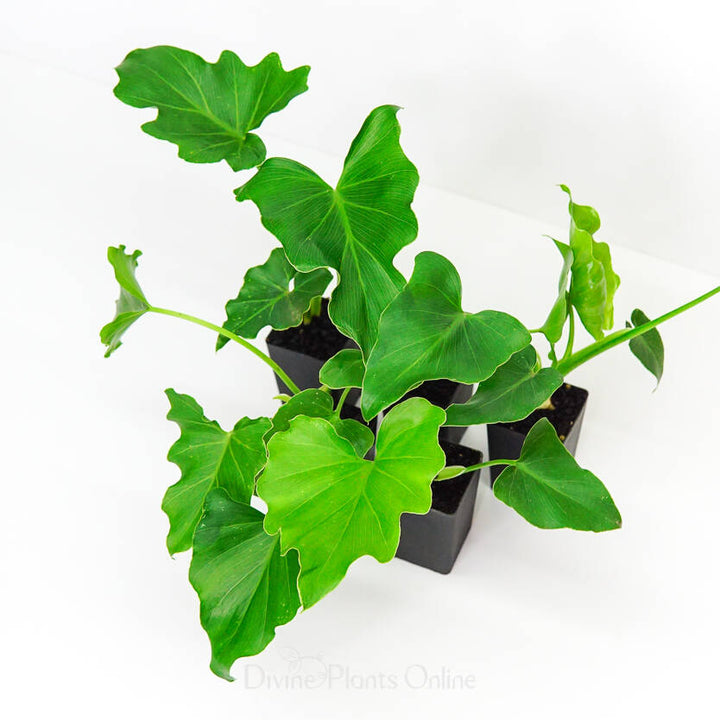 Futaba Philodendron Selloum Koch Herb Seeds for Planting – Heirloom, Non-GMO, Organic Garden Seeds with High Germination