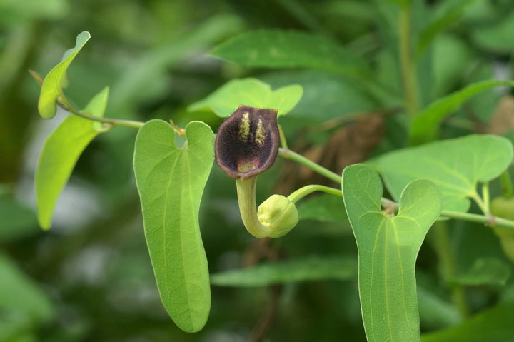 Aristolochia Debilis Flower Seeds – Heirloom Non-GMO Organic Garden Seeds for Planting – Hardy Variety, High Germination