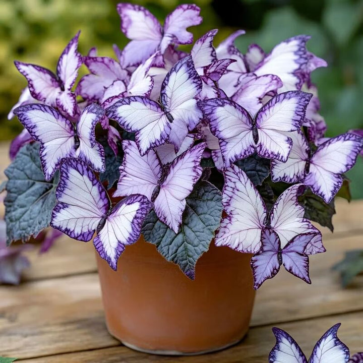 Grow Elegant Purple &amp; White Begonia Blooms with Butterfly-Like Beauty