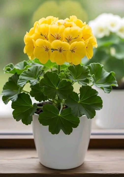 Thick Yellow Geranium Flower Seeds for Planting – Heirloom Non-GMO, High Germination Organic Garden Seeds