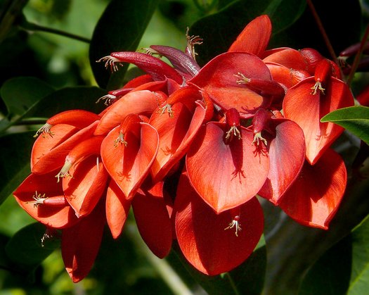 Dark Orange Erythrina Crista Galli Flower Seeds for Planting – Heirloom Non-GMO, High Germination Garden Seeds