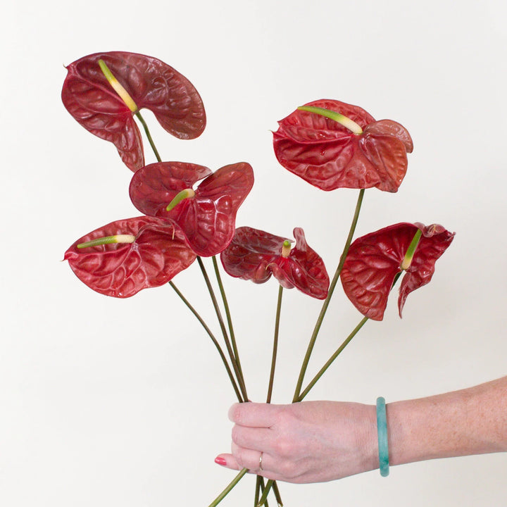 Flower Seeds, Seeds,Seeds For Planting,Plant Seeds