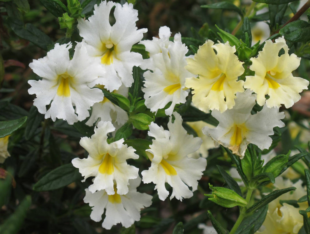 White Mimulus Flower Seeds for Planting – Heirloom, Non-GMO, High Germination Organic Garden Seeds