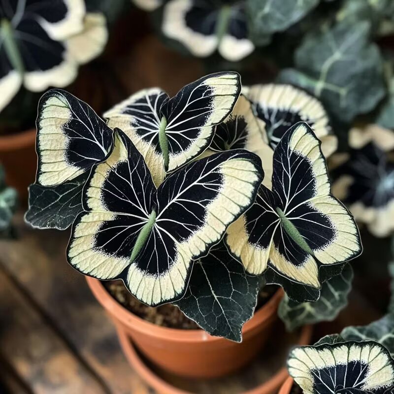 Grow Soft Cream Begonia Blooms with Delicate Butterfly-Like Beauty