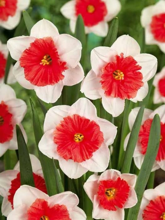 Red White Daffodil Flower Seeds for Planting – Heirloom, Non-GMO, Wildflower Mix, High Germination