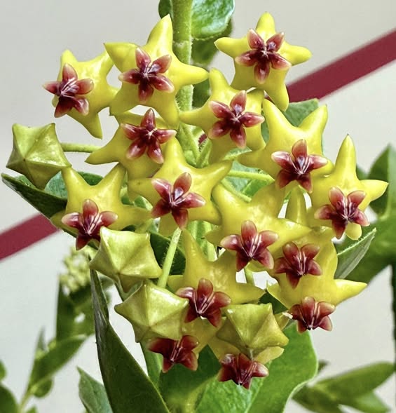 Green Purple Hoya Flower Seeds for Planting – Heirloom, Non-GMO, Compact Growth, High Germination