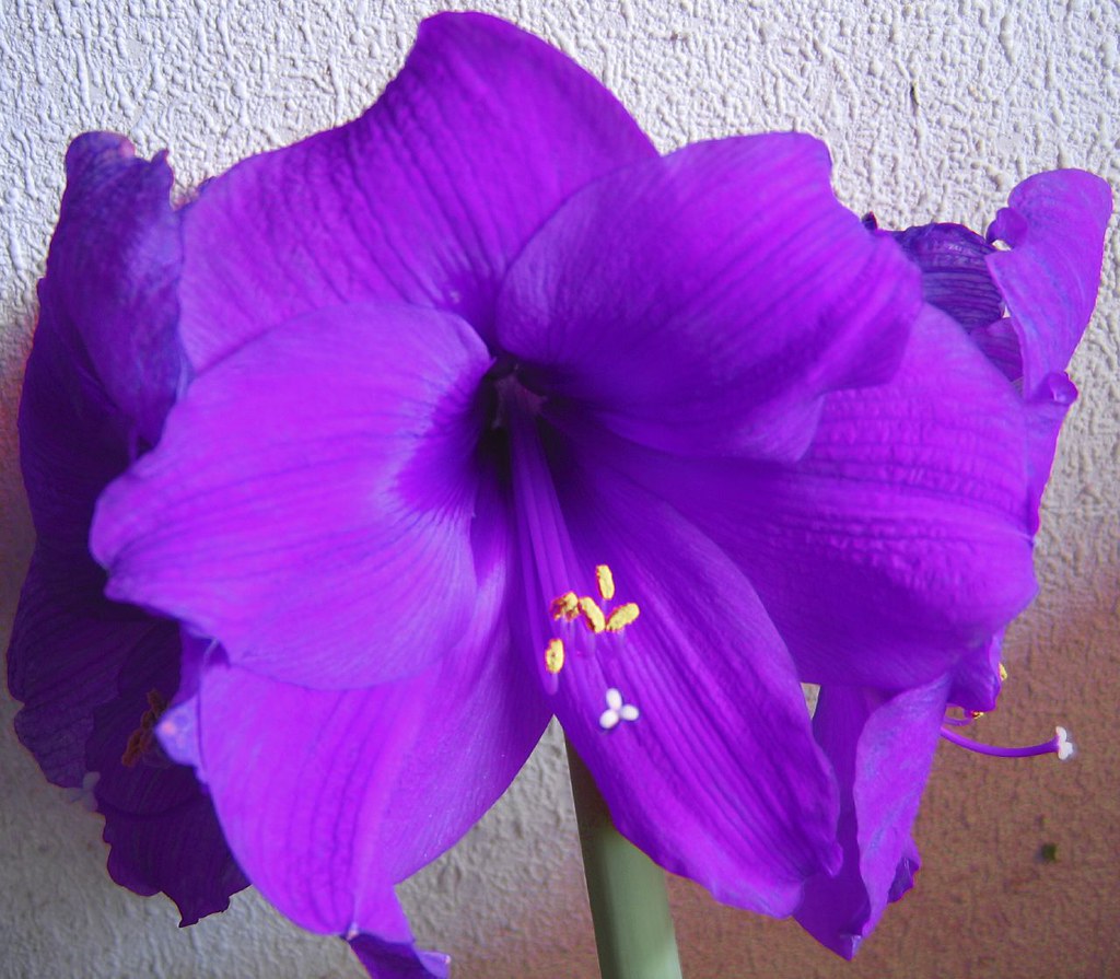 Violet Amaryllis Flower Seeds for Planting – Shade Tolerant, Heirloom, Non-GMO, Organic Garden Seeds