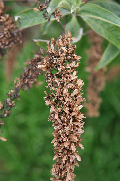 Brown Buddleja Flower Seeds for Planting – Seasonal Bloomer, Heirloom &amp; Non-GMO Organic Garden Seeds