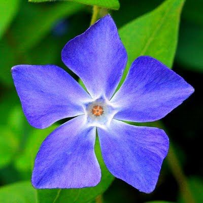Light Blue Periwinkle Vinca Flower Seeds for Planting – Heirloom, Non-GMO, High Germination