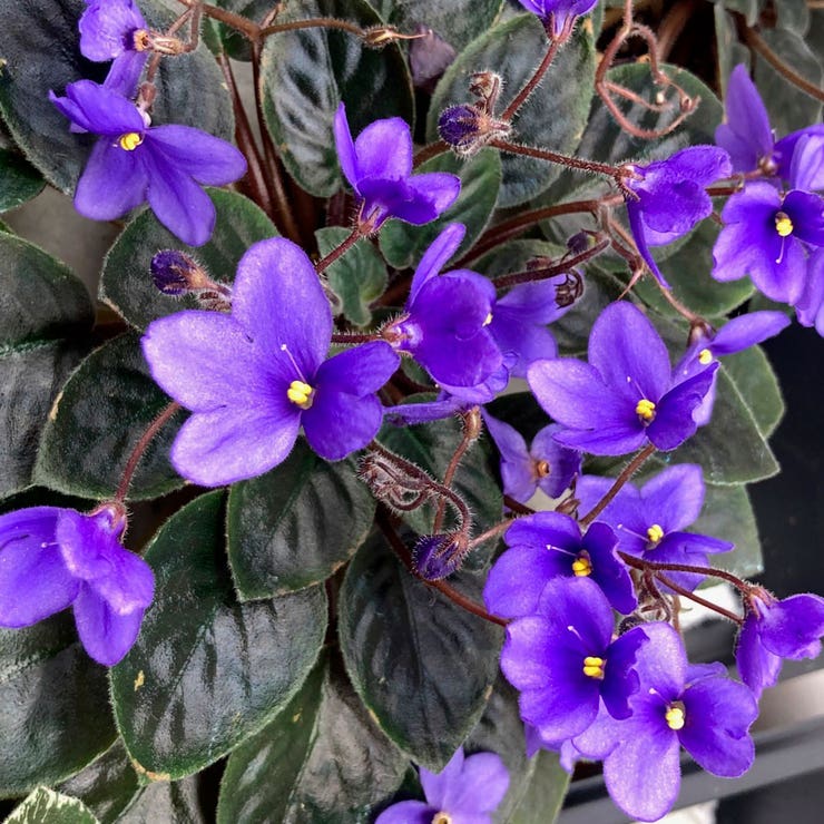 African Violet Delosperma Flower Seeds for Planting – Drought-Tolerant Ice Plant Blooms