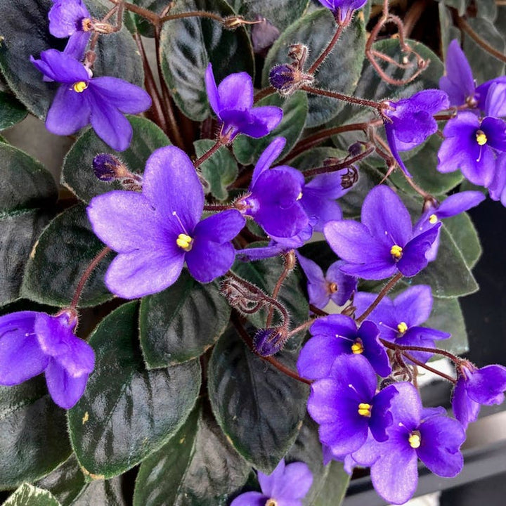African Violet Delosperma Flower Seeds for Planting – Drought-Tolerant Ice Plant Blooms