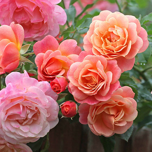 Peach Climbing Rose Flower Seeds for Planting – Heirloom Non-GMO, High Germination Organic Garden Seeds