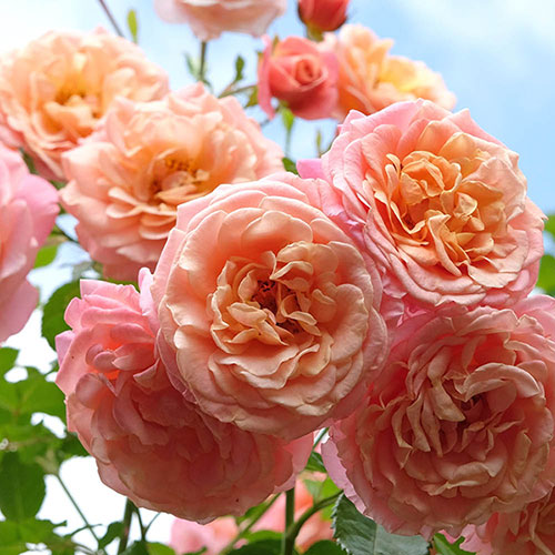 Peach Climbing Rose Flower Seeds for Planting – Heirloom Non-GMO, High Germination Organic Garden Seeds
