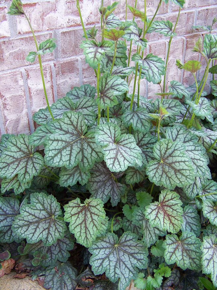 Dark Green Heuchera Flower Seeds for Planting – Colorful Display, Heirloom &amp; Non-GMO Organic Garden Seeds
