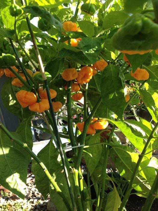 Jamaican Scotch Bonnet Pepper Seeds – Heirloom, Non-GMO, Hot Caribbean Chili – High Germination