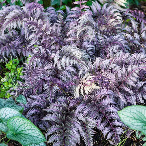 Purple Fern Pteridophyta Seeds for Planting – Heirloom, Non-GMO, High Germination, Vibrant Colors
