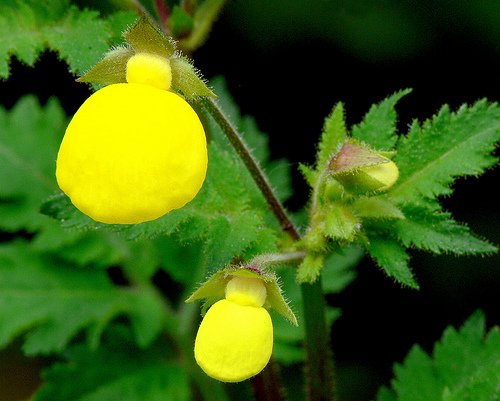 Calceolaria Flower Seeds for Planting – Heirloom Non-GMO, High Germination Organic Garden Seeds