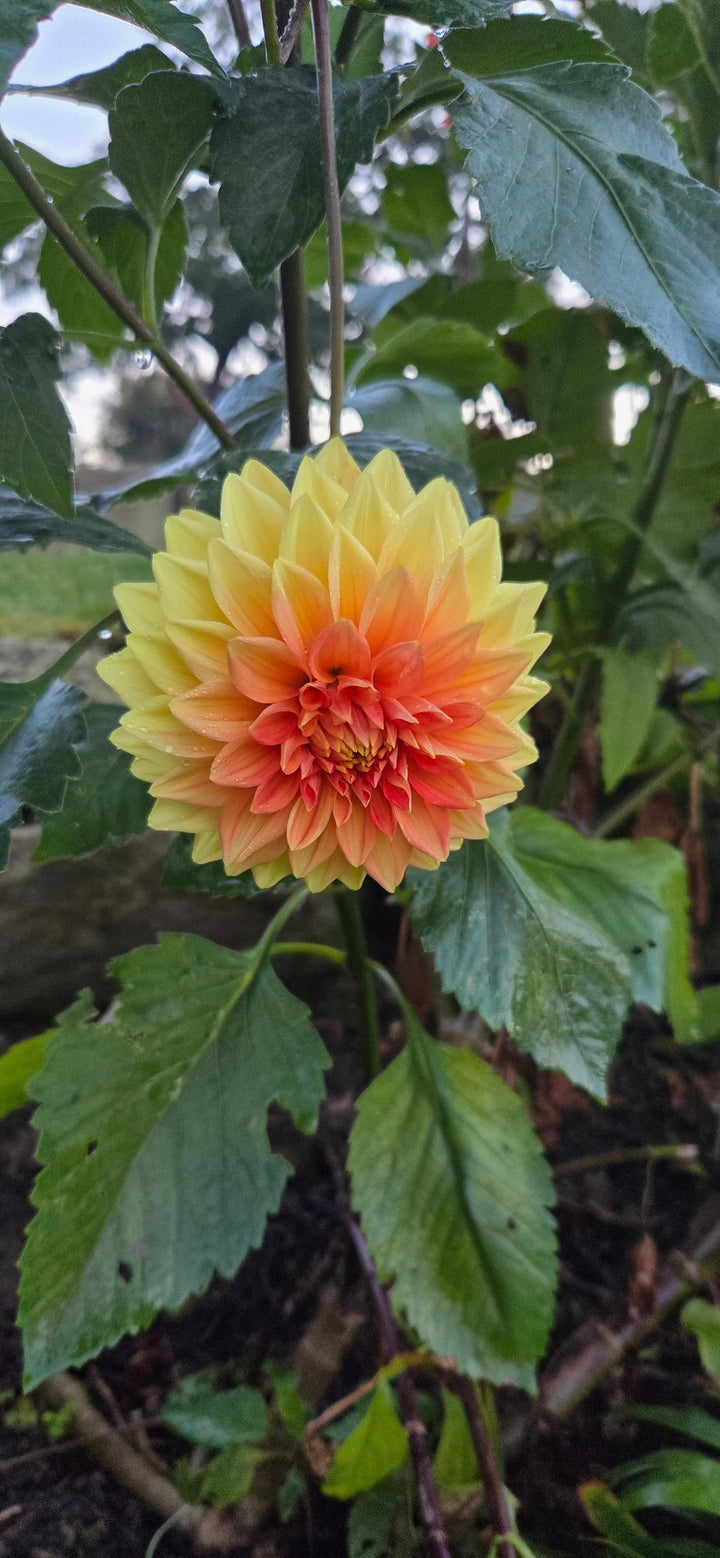 Yellow Orange Dahlia Flower Seeds for Planting – Heirloom, Non-GMO, High Germination Bloomer