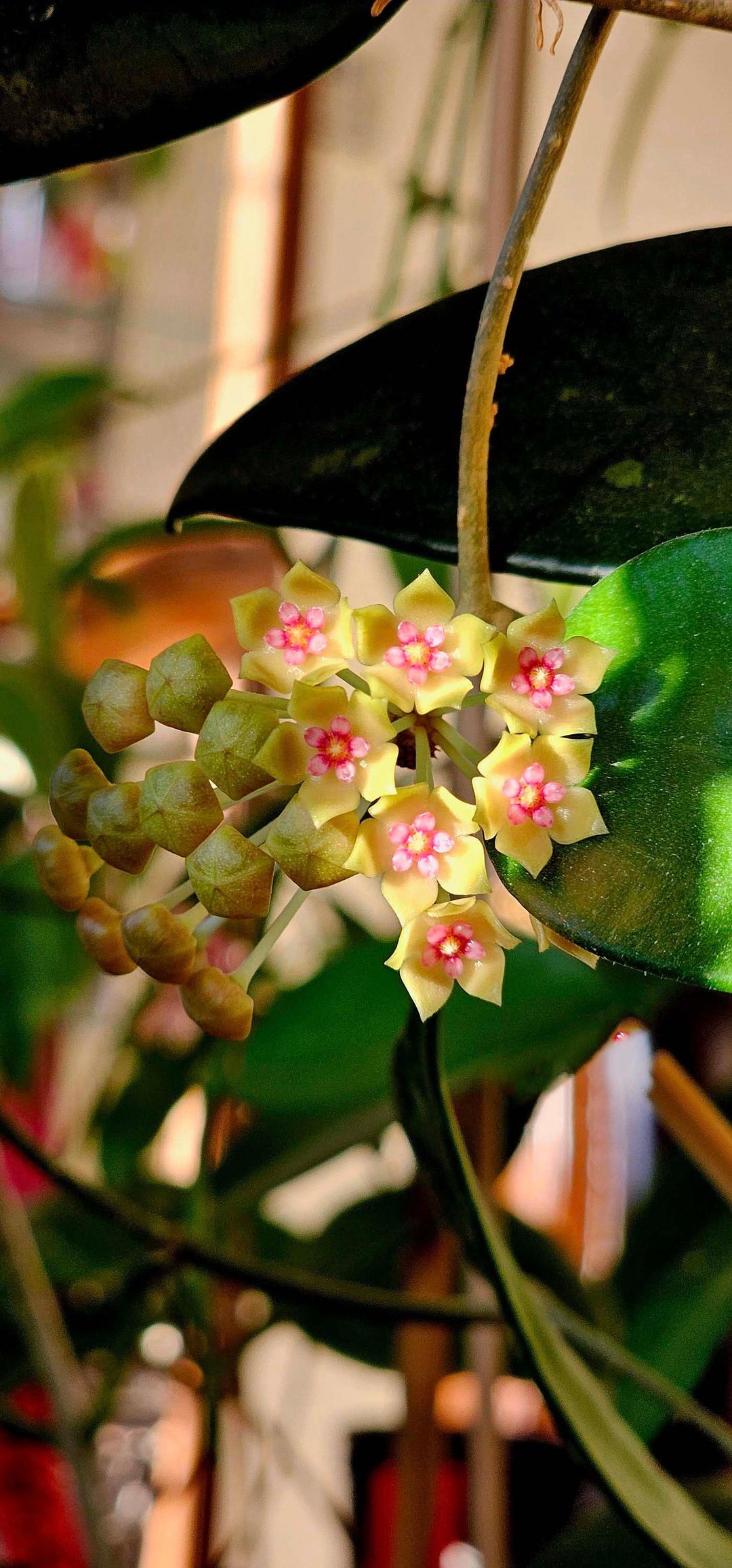 Yellow Pink Hoya Flower Seeds for Planting – Heirloom, Non-GMO, High Germination Organic Garden Seeds