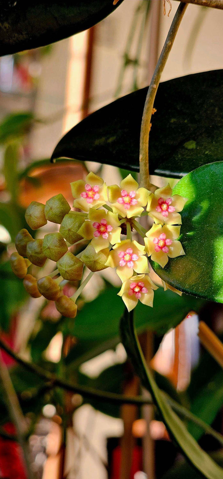 Yellow Pink Hoya Flower Seeds for Planting – Heirloom, Non-GMO, High Germination Organic Garden Seeds