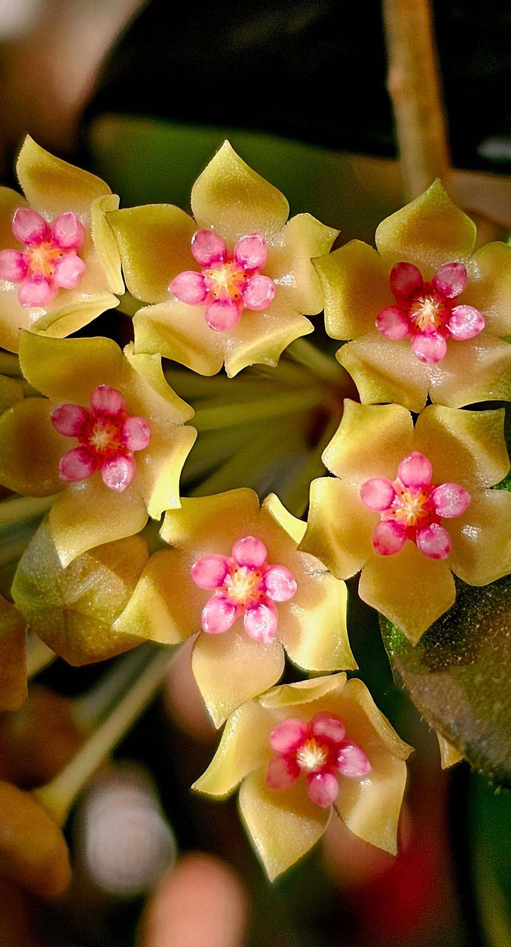 Yellow Pink Hoya Flower Seeds for Planting – Heirloom, Non-GMO, High Germination Organic Garden Seeds