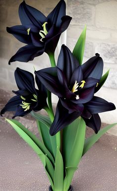 Black Amaryllis Flower Seeds for Planting – Wildflower Mix | Heirloom Non-GMO High Germination Seeds