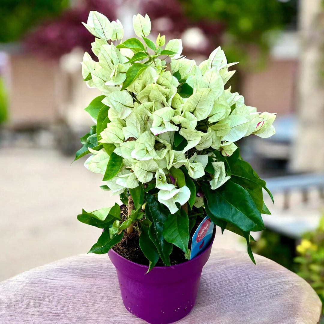 Green Bougainvillea Flower seeds for Planting – Colorful Display, Heirloom &amp; GMO Free Seeds for Home Garden