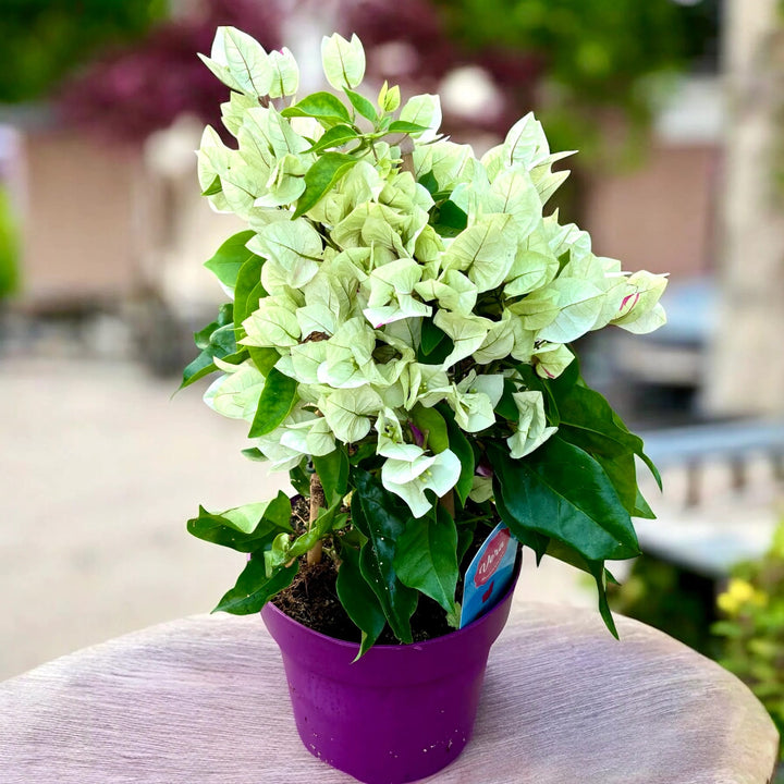 Green Bougainvillea Flower seeds for Planting – Colorful Display, Heirloom &amp; GMO Free Seeds for Home Garden