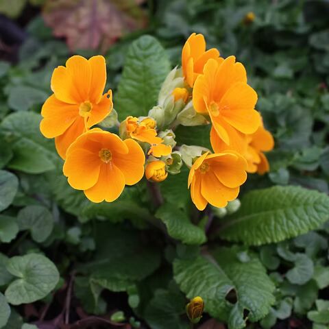 Light Orange Primula Flower Seeds for Planting – Heirloom, Non-GMO, High Germination, Organic Garden Seeds