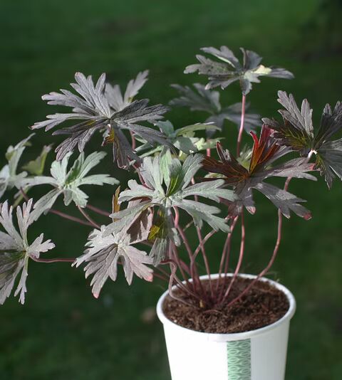 Dark Khaki Geranium Flower Seeds for Planting – Fragrant Blossoms, Heirloom & Non-GMO Home Garden Seeds
