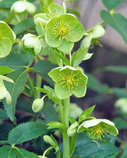 Green Perennial Flower Seeds for Planting – Heirloom Non-GMO High Germination Organic Garden Seeds