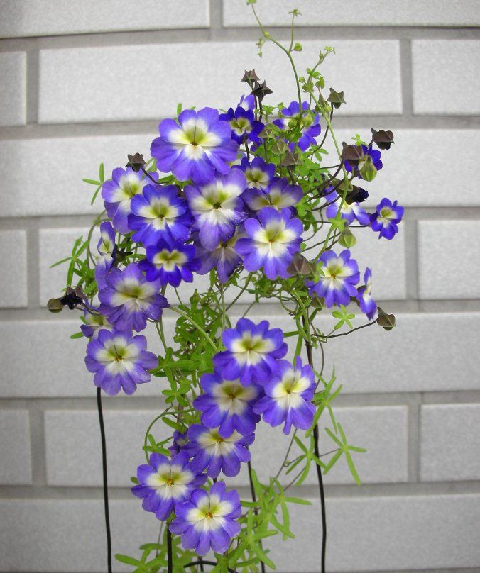 Blue Nasturtium Flower Seeds for Planting – Heirloom, Non-GMO, Low Maintenance, High Germination