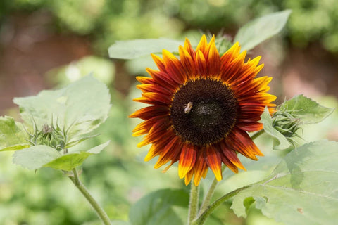 Flower Seeds, Seeds,Seeds For Planting,Plant Seeds