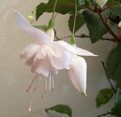 White Fuchsia Flower Seeds for Planting – Heirloom, Non-GMO, High Germination Organic Garden Seeds
