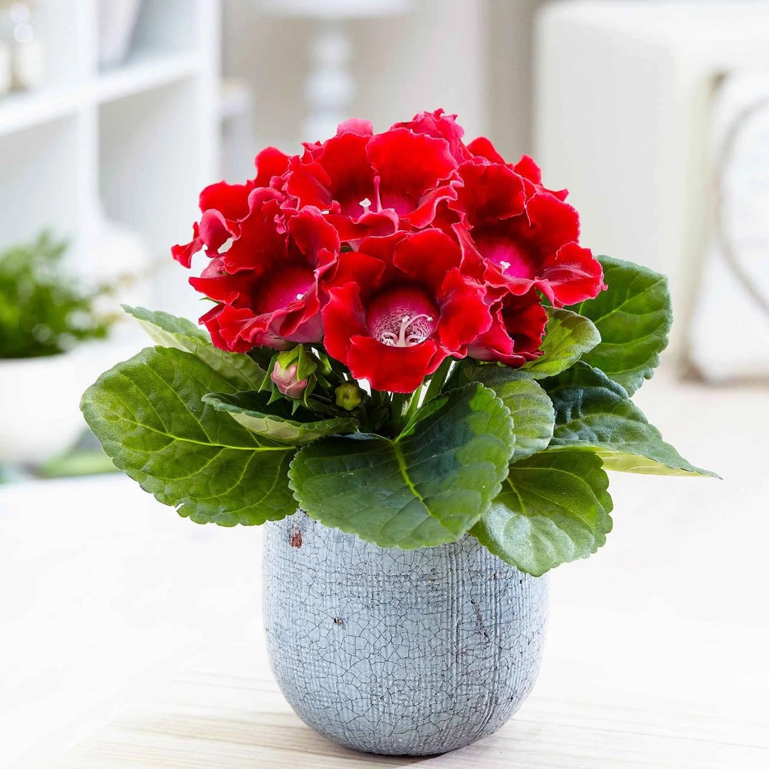 Red Brazilian Gloxinia Flower Seeds for Planting – Heirloom, Non-GMO, Cut Flower Favorite, High Germination