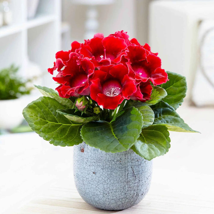 Red Brazilian Gloxinia Flower Seeds for Planting – Heirloom, Non-GMO, Cut Flower Favorite, High Germination