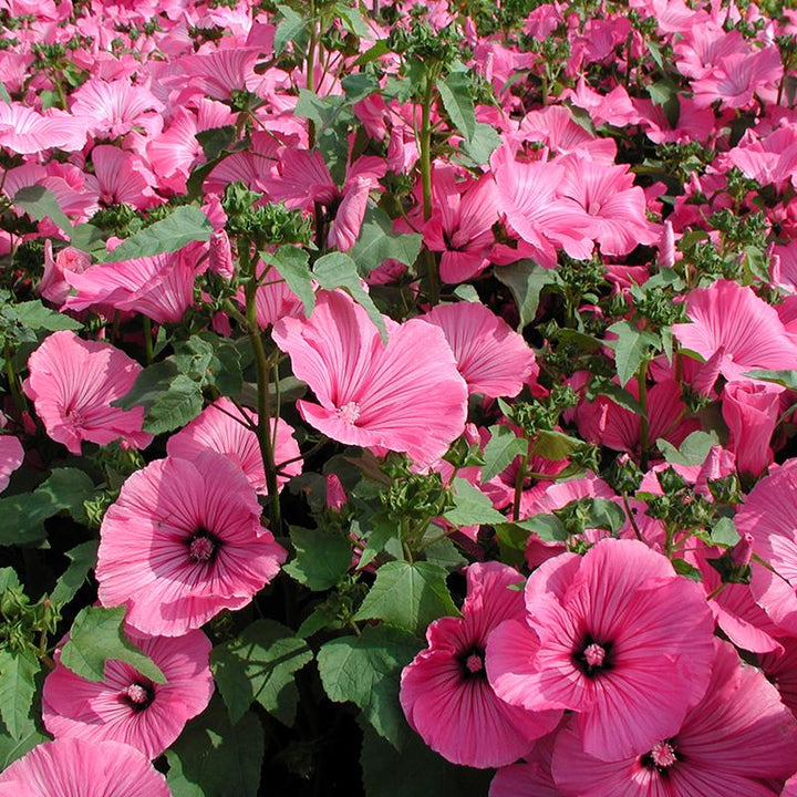 Flower Seeds, Seeds,Seeds For Planting,Plant Seeds