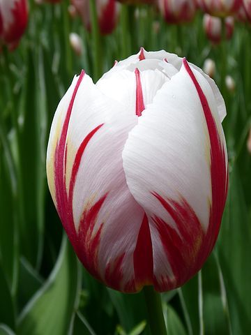 Red White Tulip Flower Seeds for Planting – Heirloom Non-GMO High Germ –  Earthechoseeds