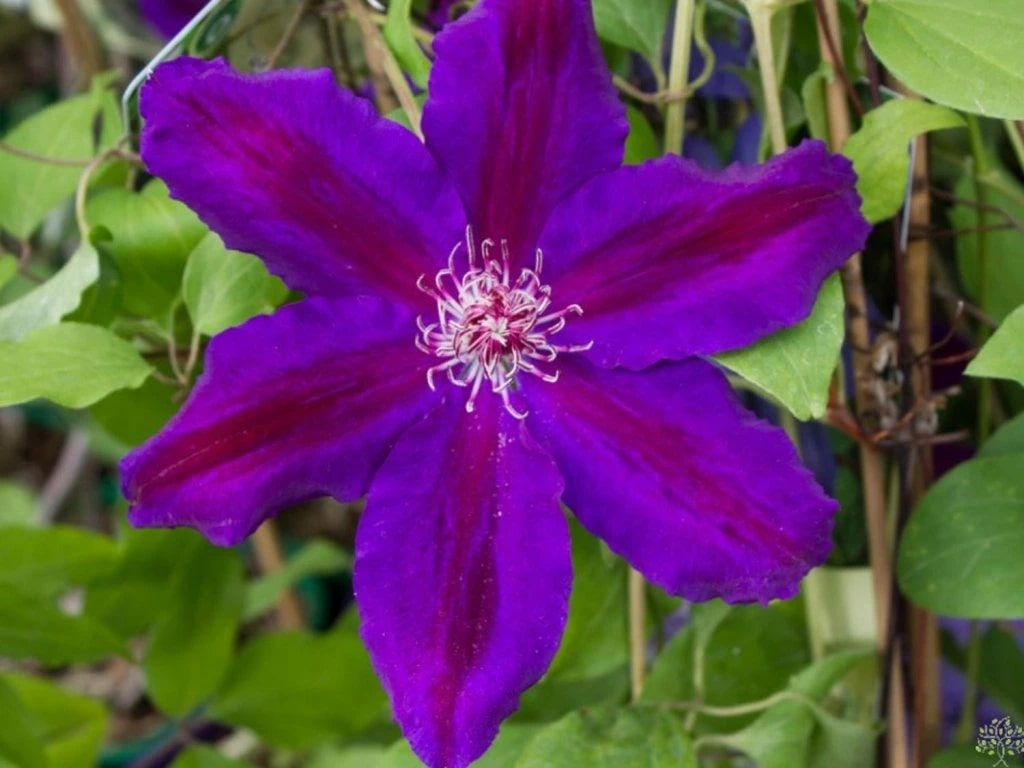 Violet Red Clematis Flower Seeds for Planting – Heirloom, Non-GMO, High Germination Organic Garden Seeds