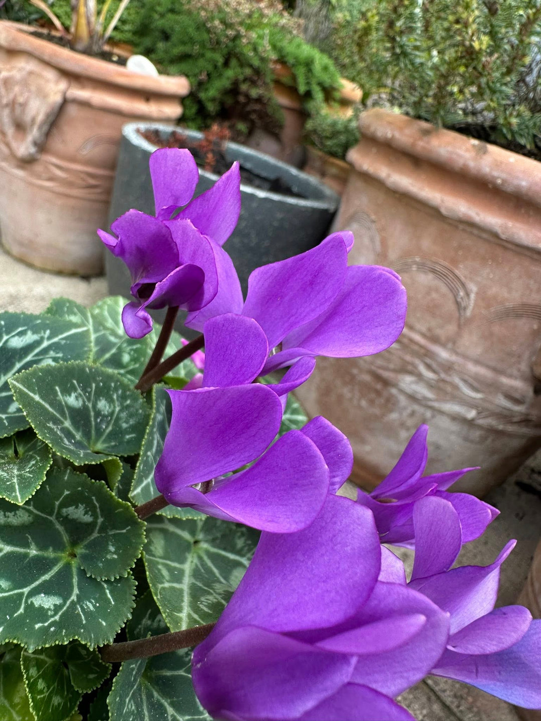 Violet Cyclamen Flower Seeds for Planting – Drought Tolerant, Heirloom &amp; Non-GMO Home Garden Seeds
