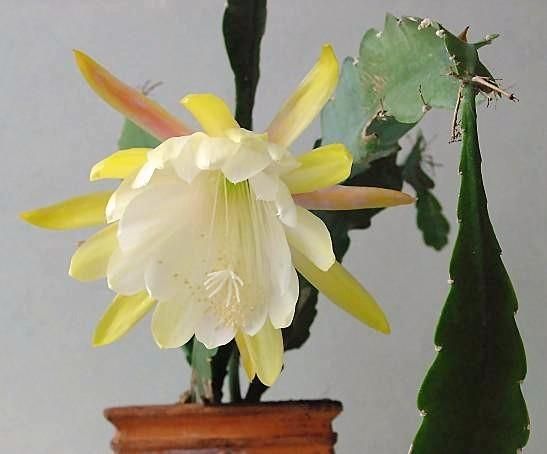 Yellow White Nopalxochia Seeds for Planting – Heirloom, Non-GMO, Easy to Grow, High Germination